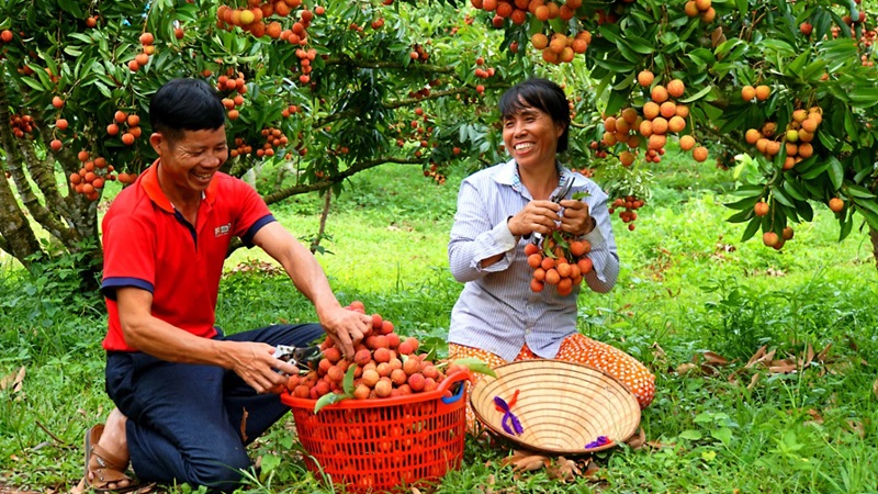 Vải thiều Lục Ngạn luôn chiếm sản lượng lớn xuất đi nước ngoài