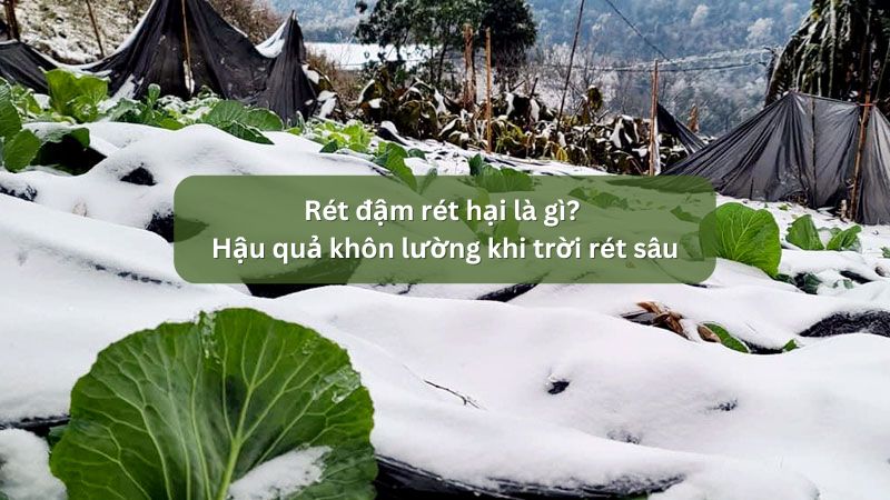 Tìm hiểu về rét đậm rét hại